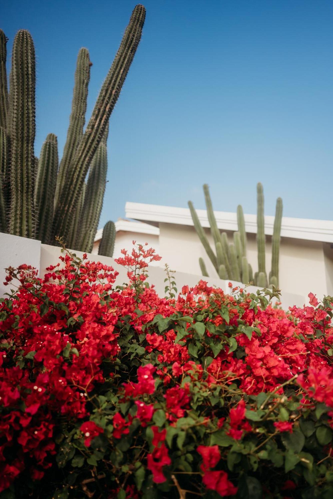 Pura Vida Aruba Appartement Palma Ноорд Екстер'єр фото